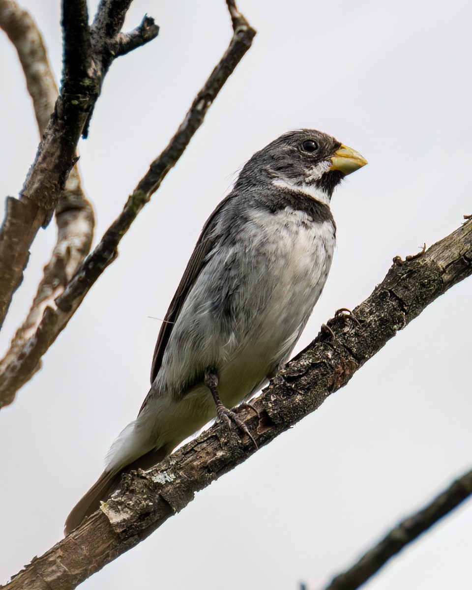 Double-collared Seedeater - ML617566787