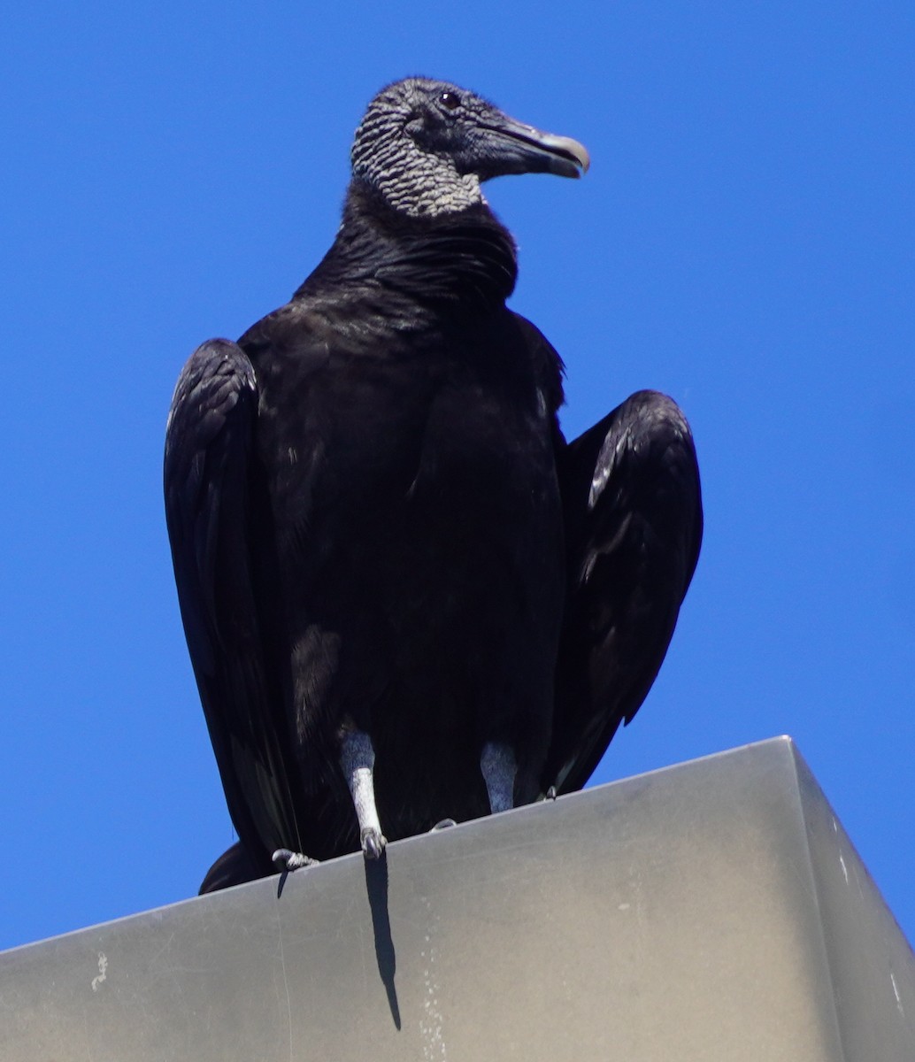 Black Vulture - John McCallister