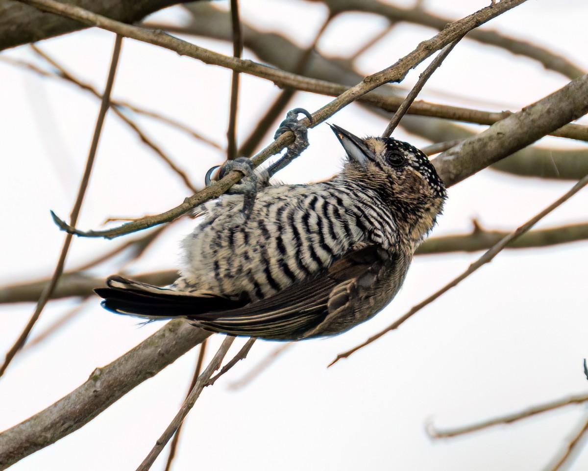 White-barred Piculet - ML617566832