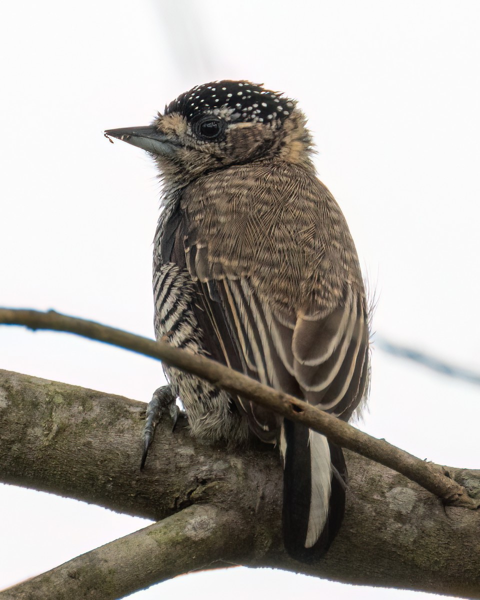 White-barred Piculet - ML617566833