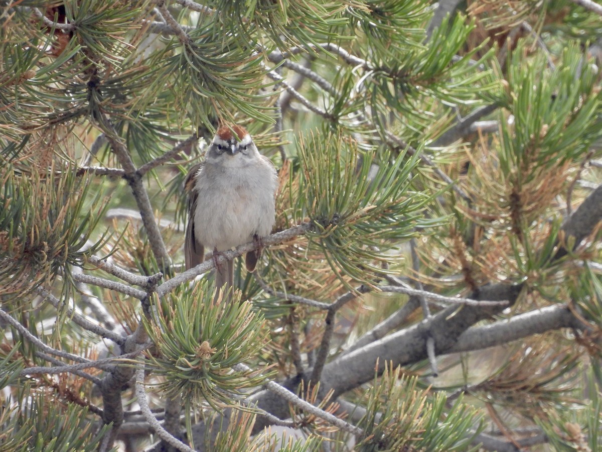 Chipping Sparrow - ML617566922