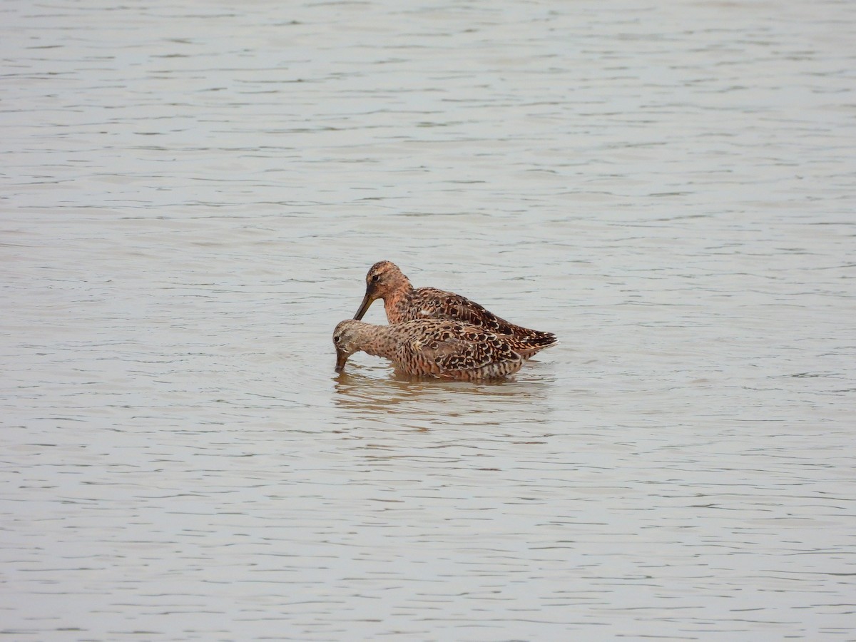 Long-billed Dowitcher - Frankie Simmons
