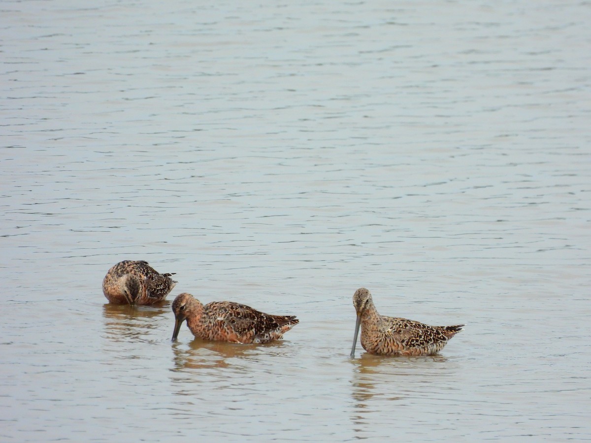 Long-billed Dowitcher - ML617567025
