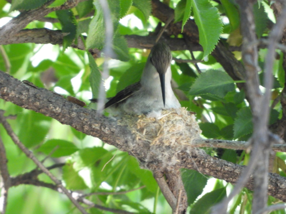Black-chinned Hummingbird - ML617567033