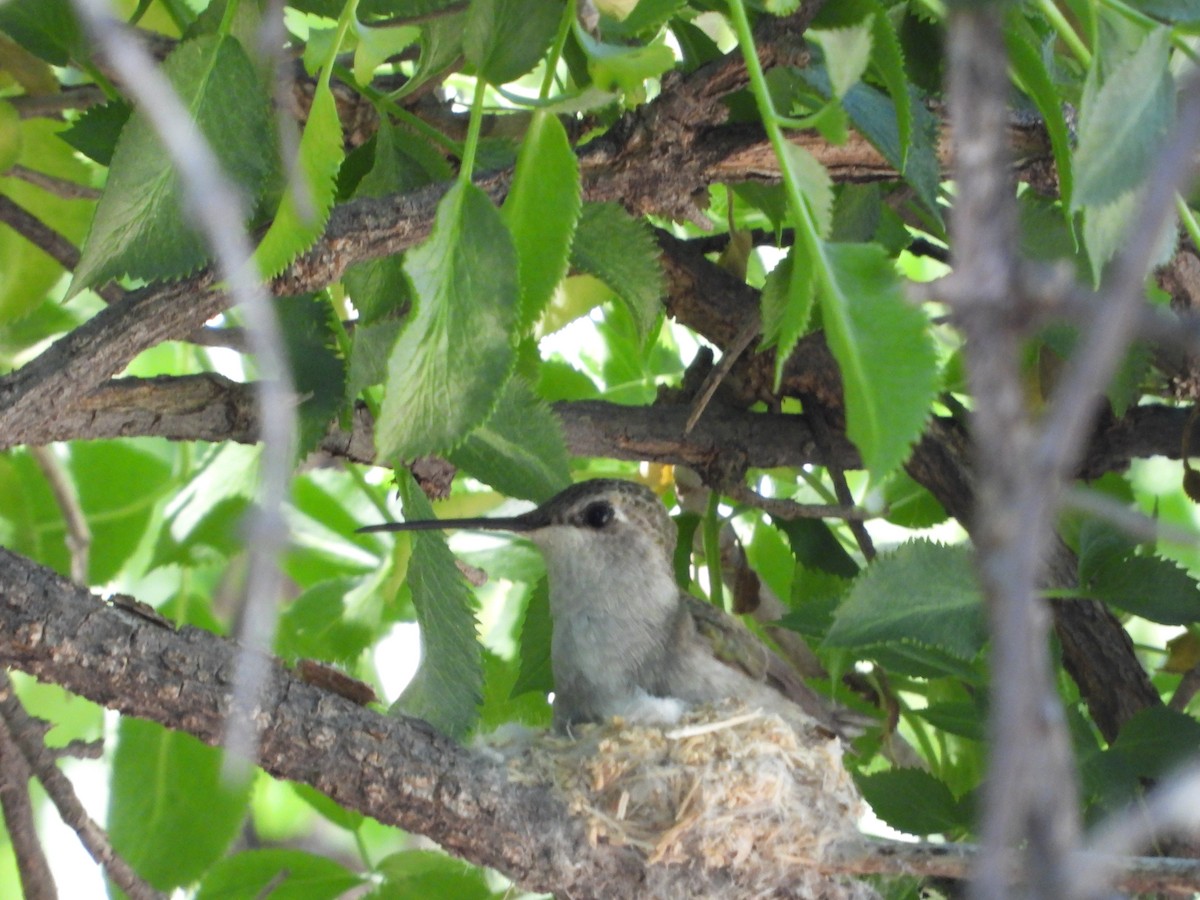 Black-chinned Hummingbird - ML617567063