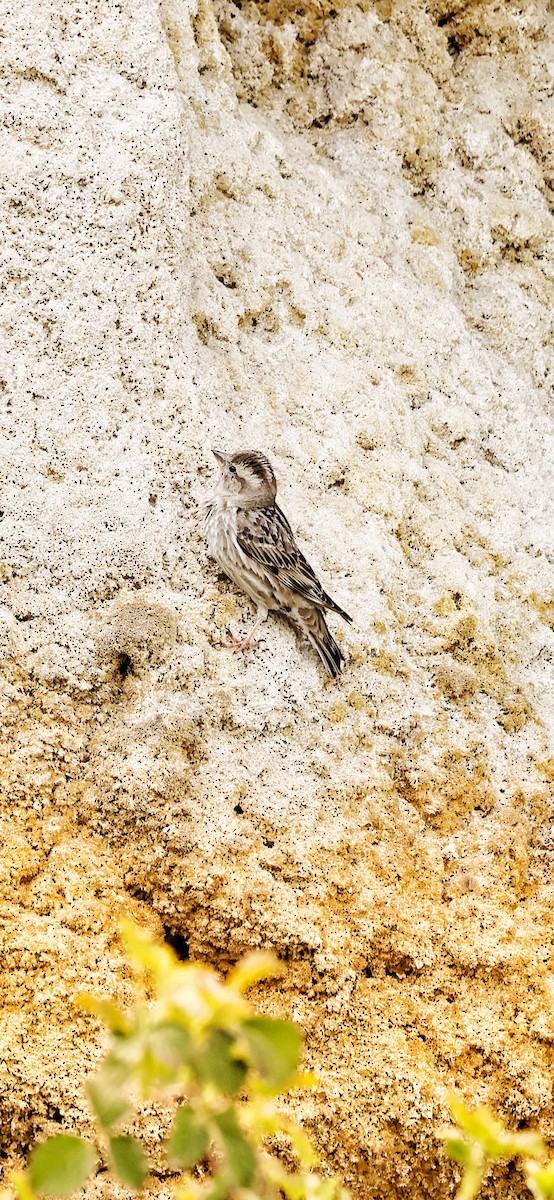 Rock Sparrow - Murat Polat