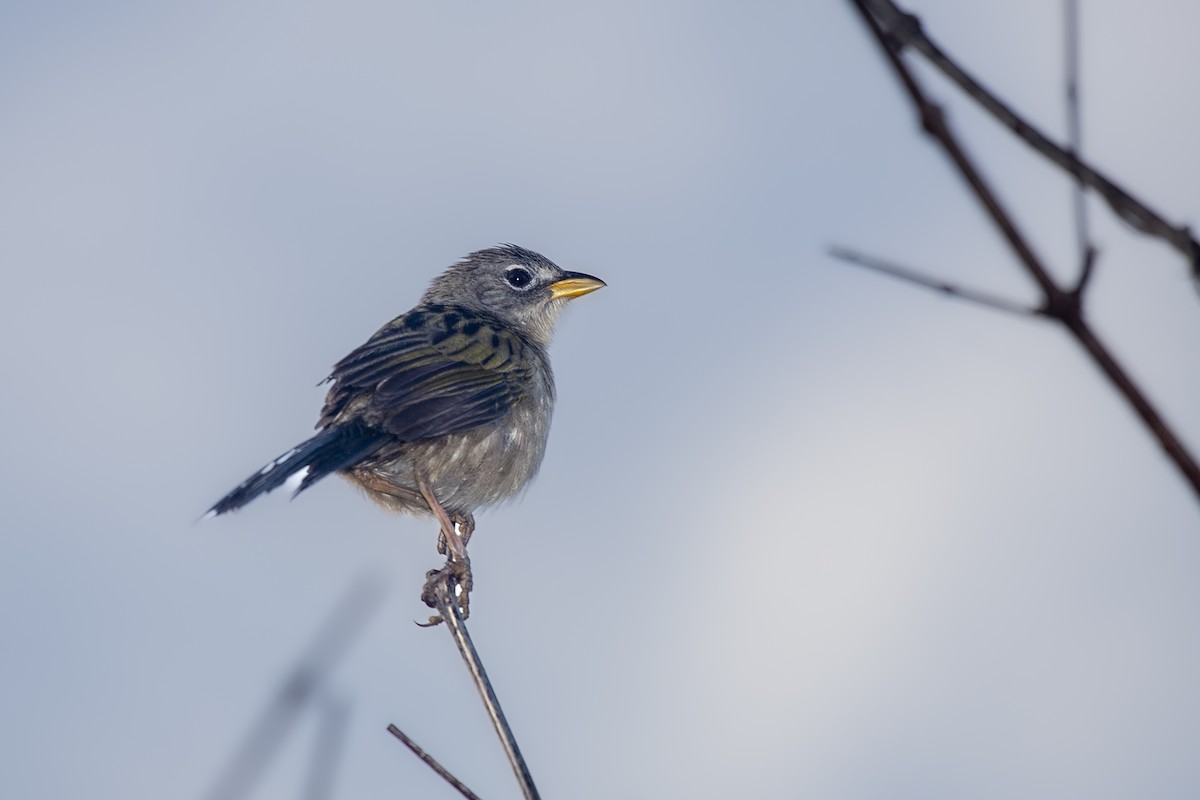 Wedge-tailed Grass-Finch - ML617567096