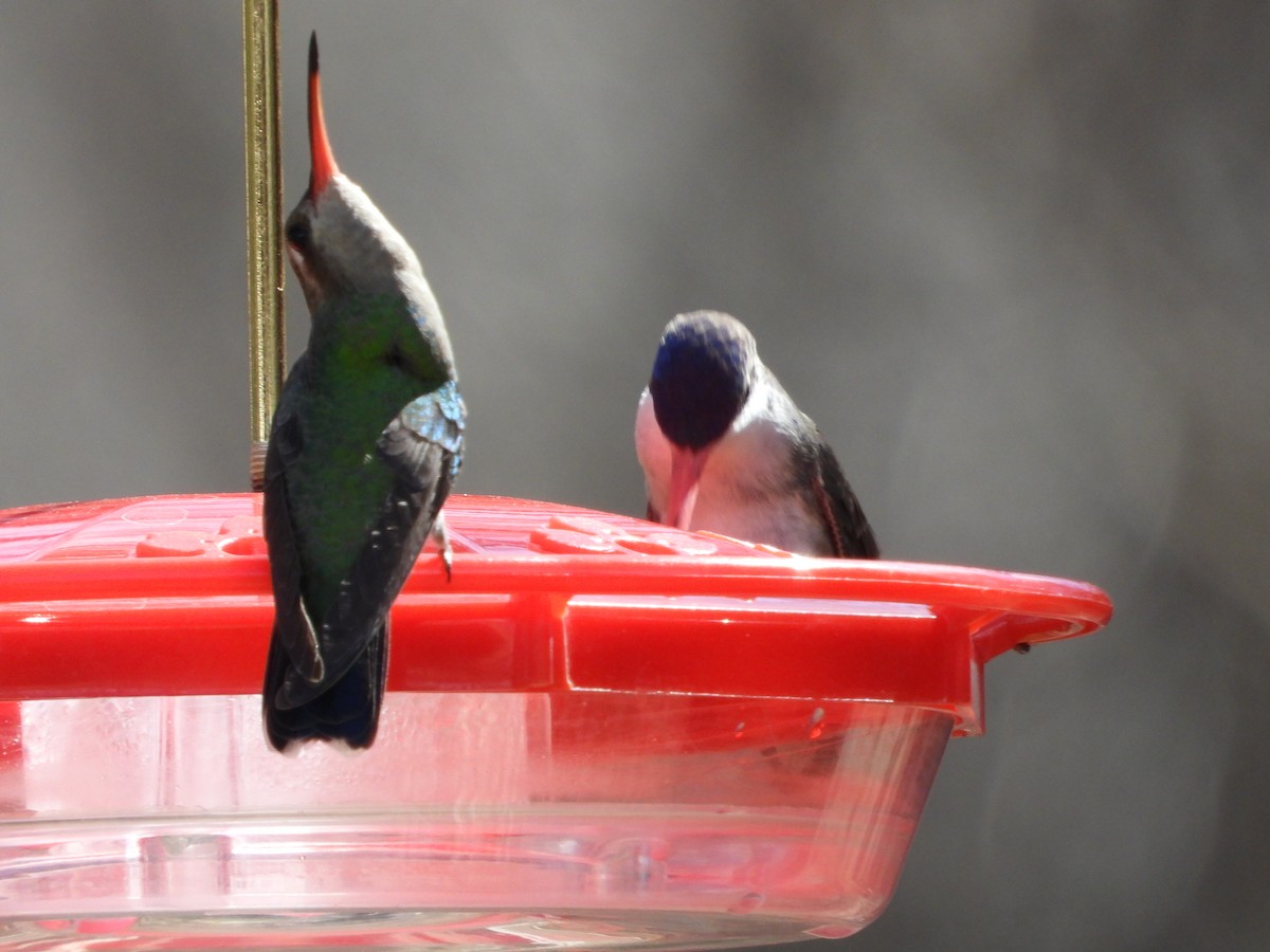 Broad-billed Hummingbird - ML617567190
