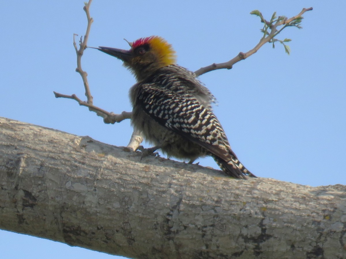 Golden-cheeked Woodpecker - ML617567222