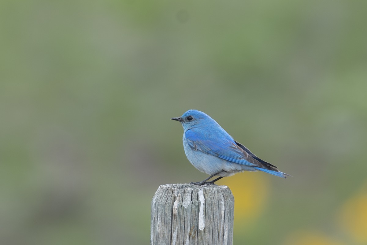 Mountain Bluebird - ML617567340