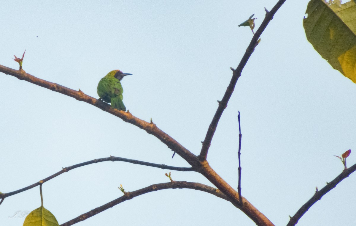 Golden-fronted Leafbird - Indrajit Poirah