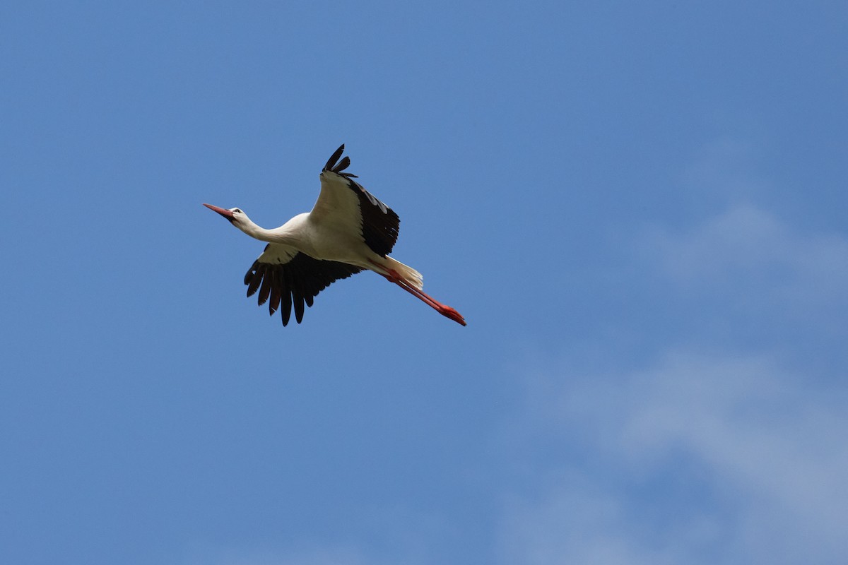 White Stork - ML617567374