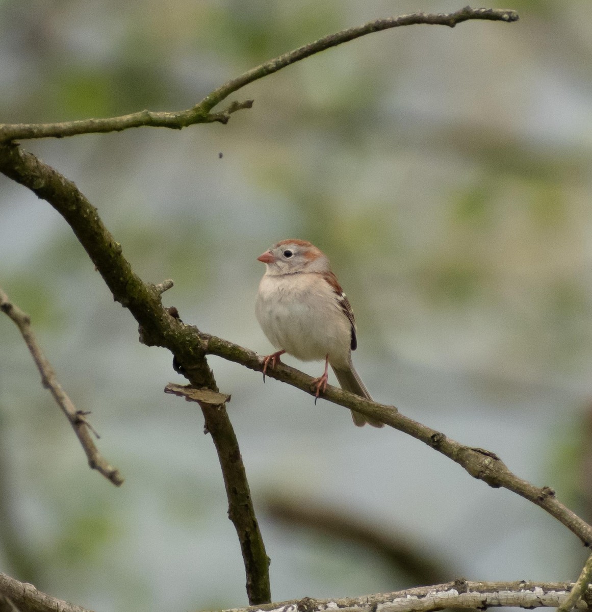 Field Sparrow - Randall Nett