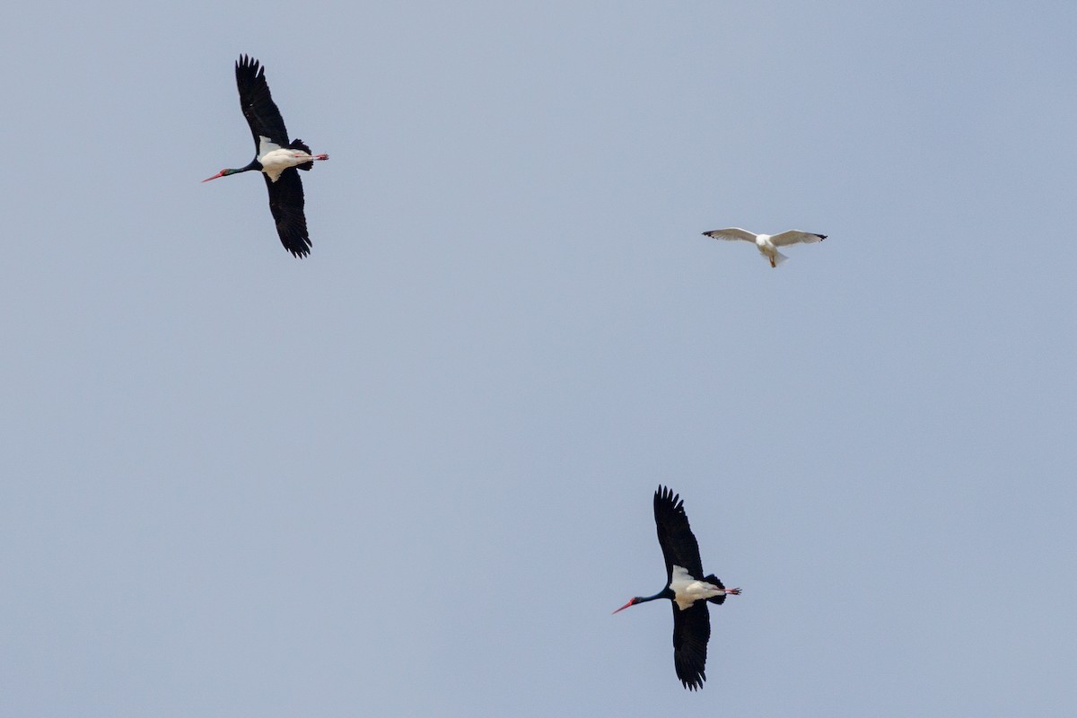 Black Stork - Mehmet Emre Bingül