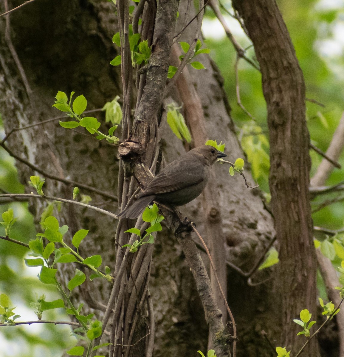 Brown-headed Cowbird - Randall Nett