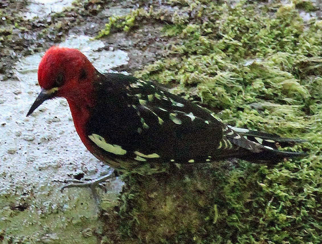 Red-breasted Sapsucker - Willet Schraft