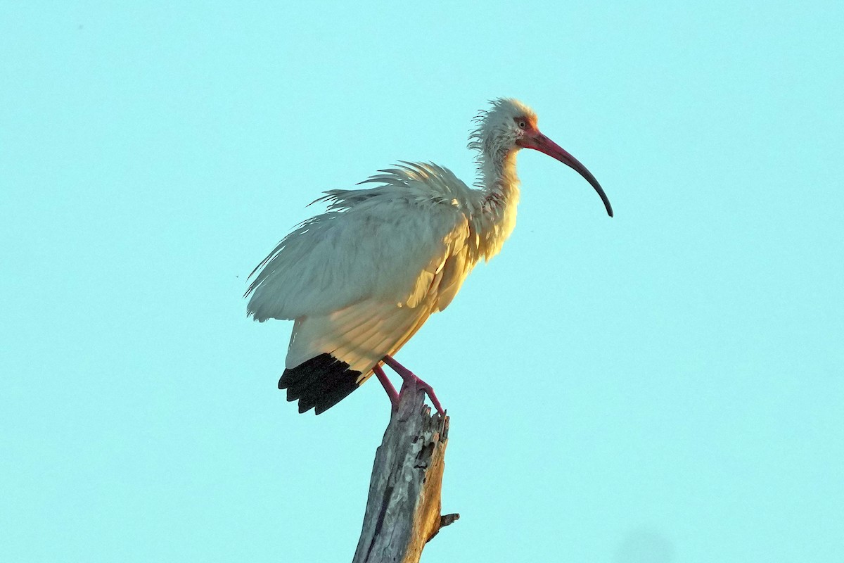 ibis bílý - ML617567491