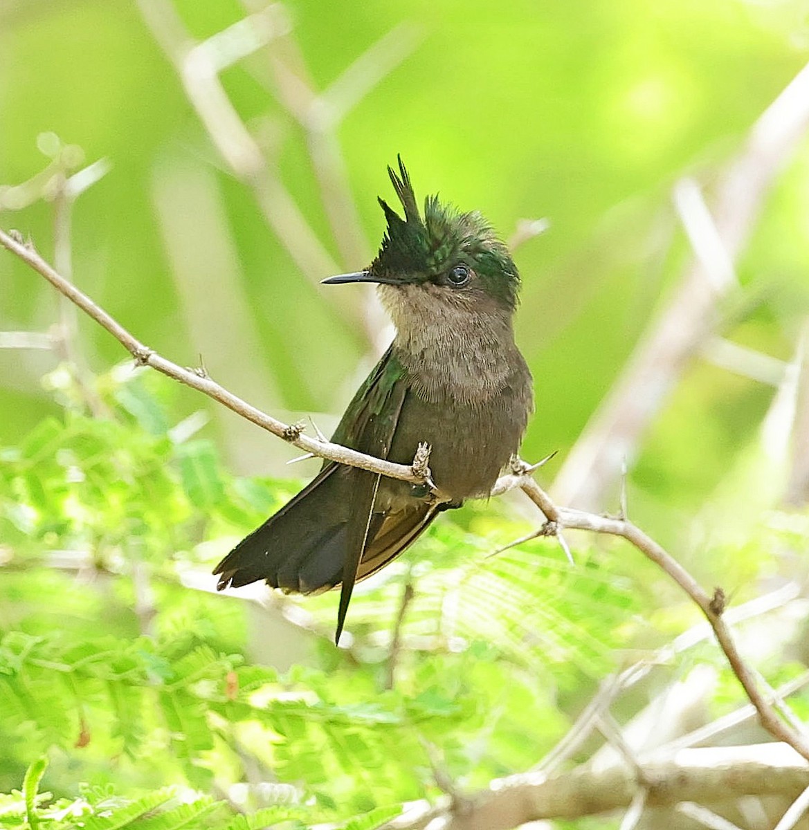 Antillean Crested Hummingbird - Maciej  Kotlarski