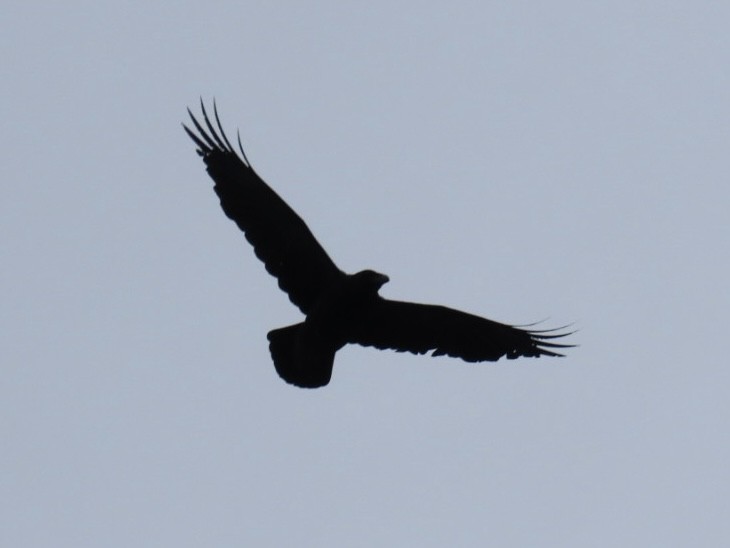Common Raven - ML617567524
