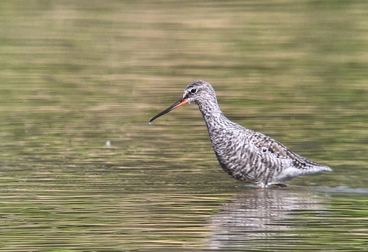Spotted Redshank - ML617567546