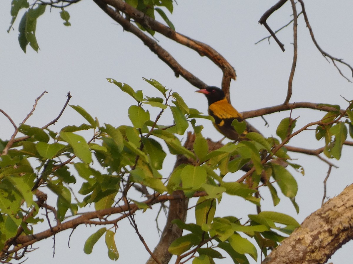 Black-hooded Oriole - Mike Tuer