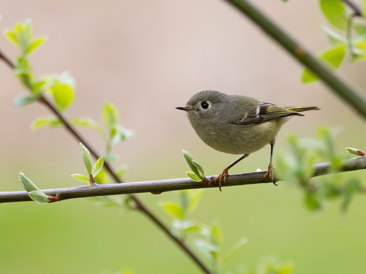Ruby-crowned Kinglet - Andy DeBroux