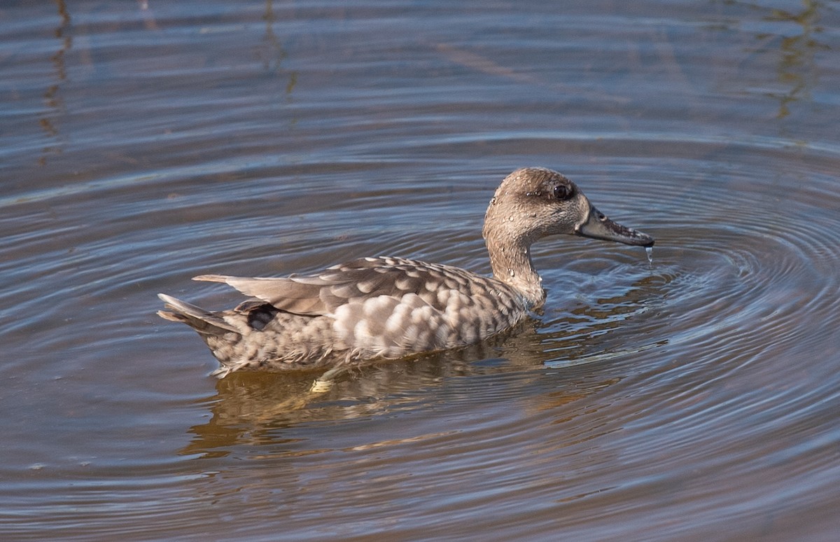 Marbled Duck - Clive Harris