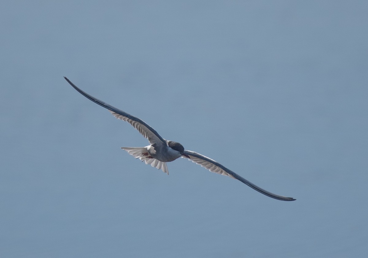 Whiskered Tern - Clive Harris