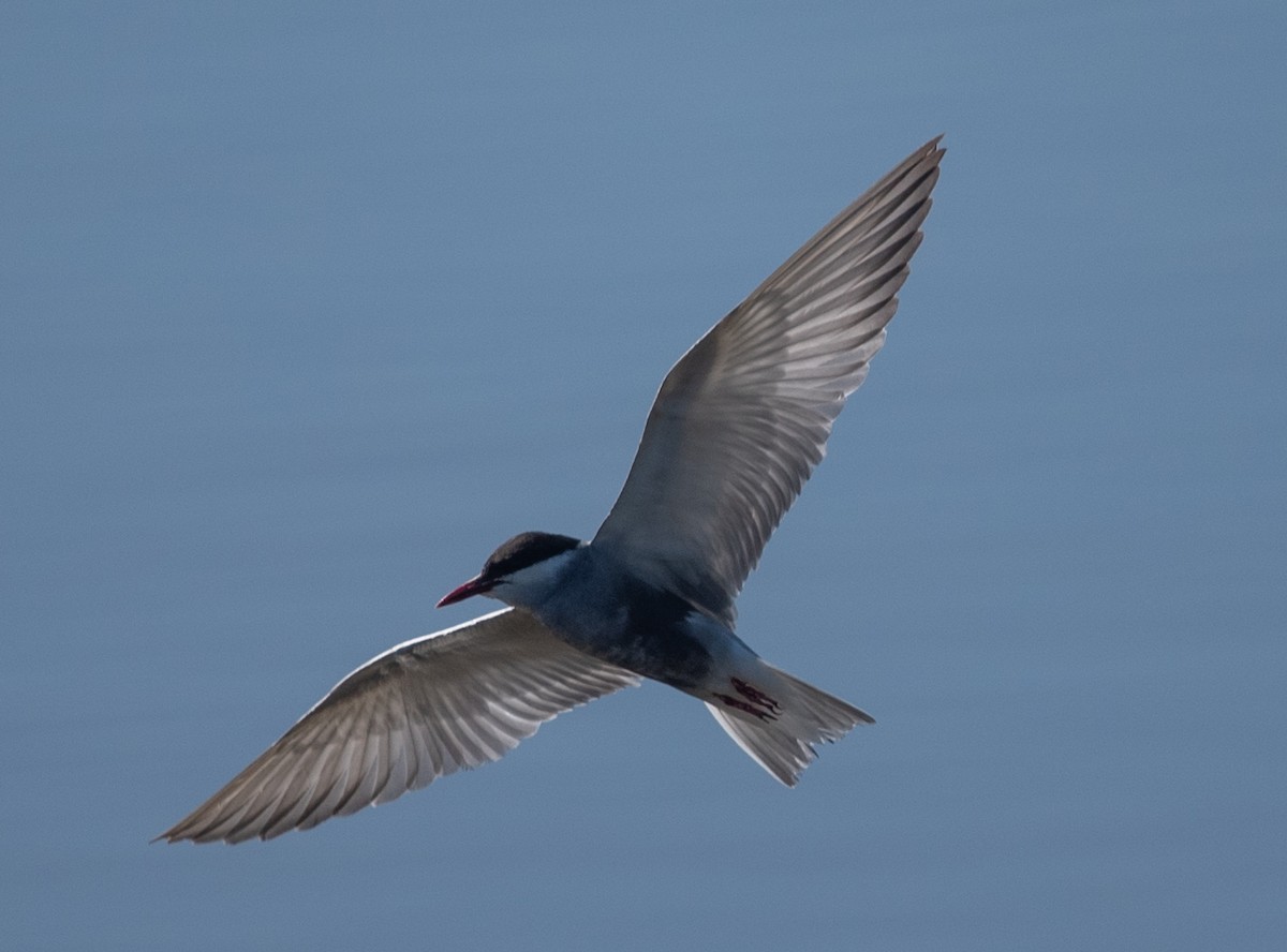 Whiskered Tern - Clive Harris