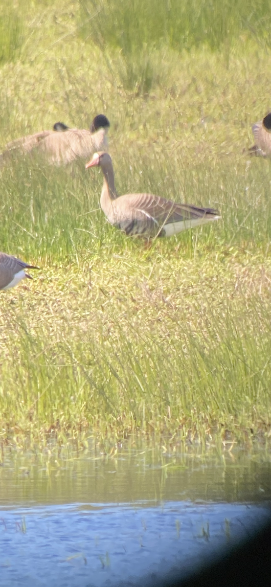 Greater White-fronted Goose - ML617567730