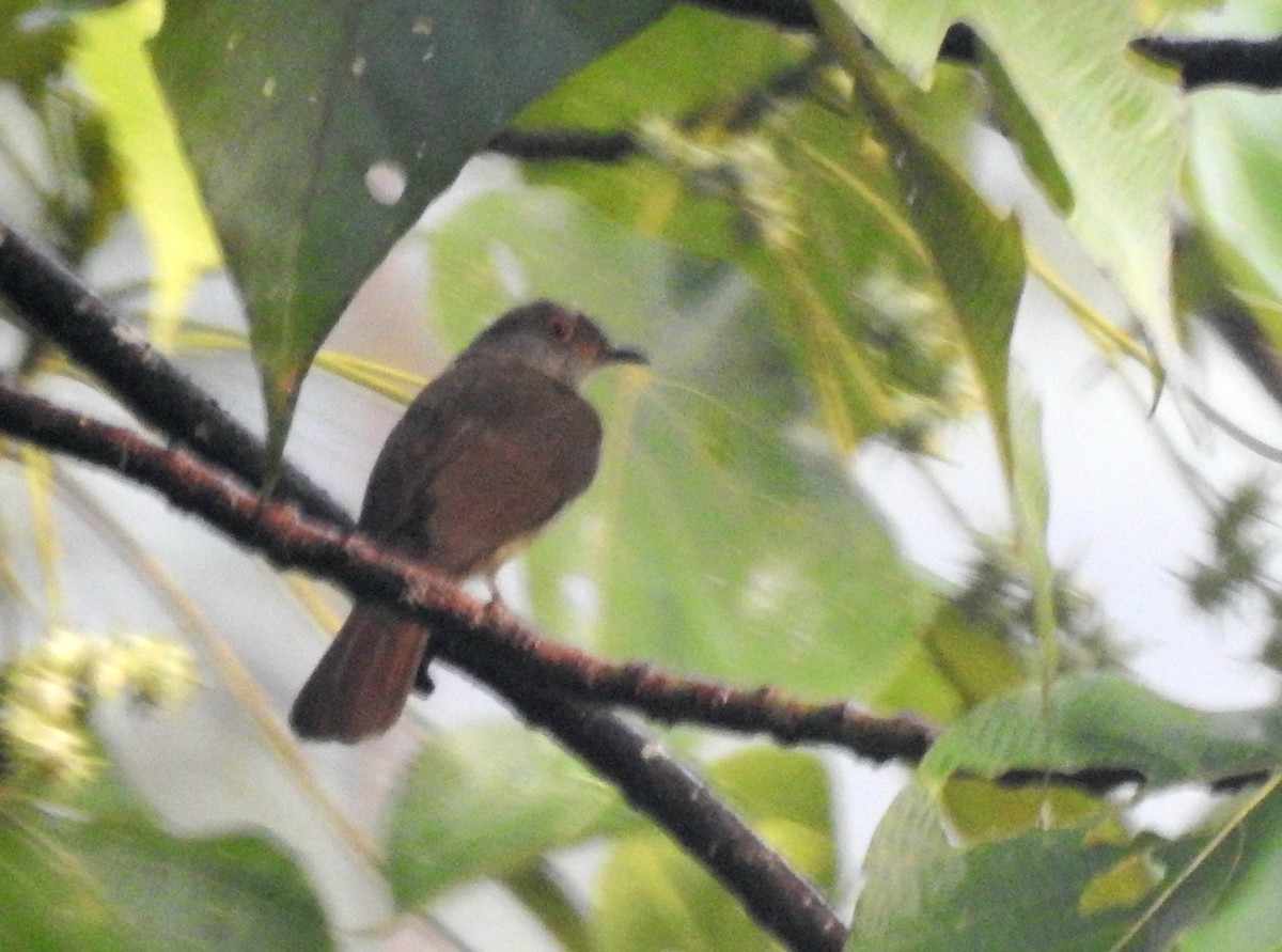 Spectacled Bulbul - YM Liew
