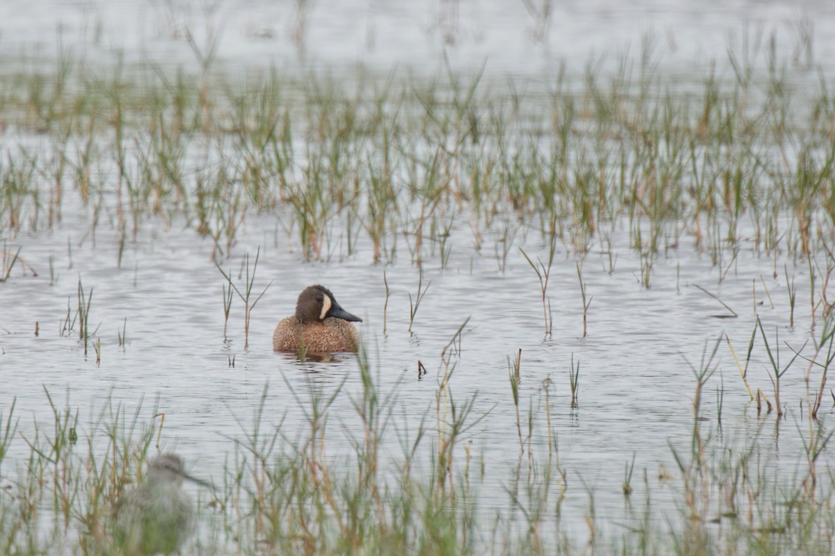 Blue-winged Teal - ML617567753