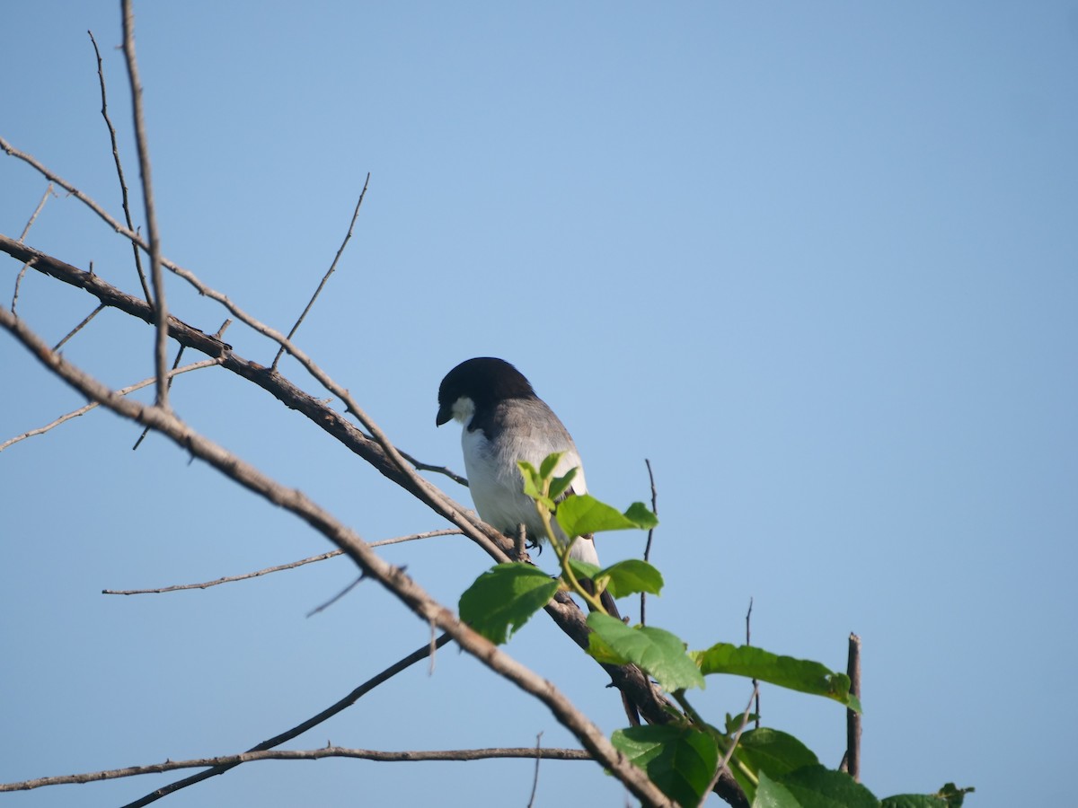 Long-tailed Fiscal - ML617567760