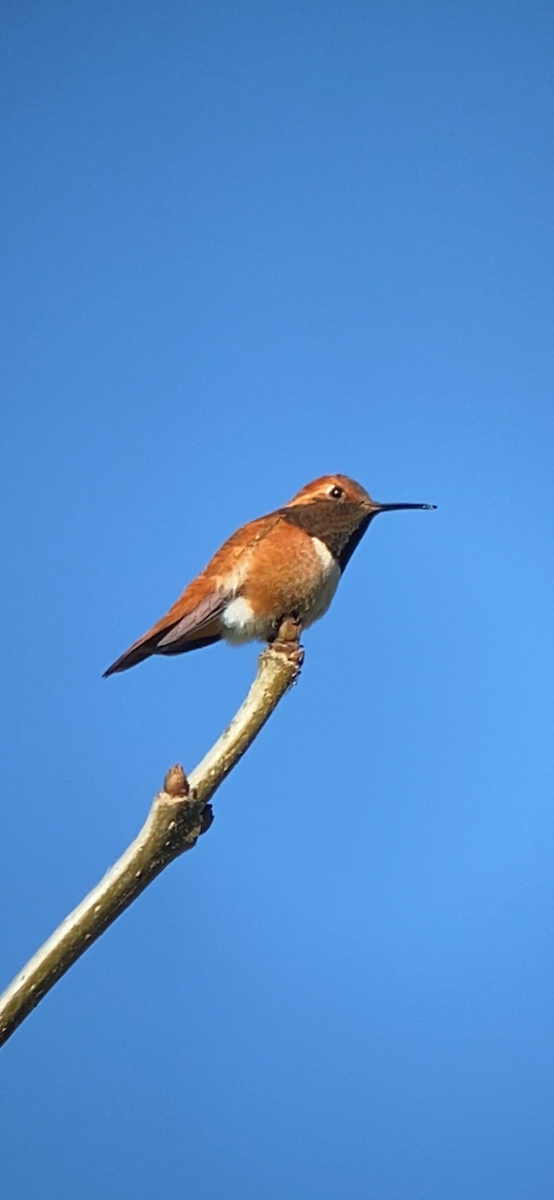 Rufous Hummingbird - ML617567763