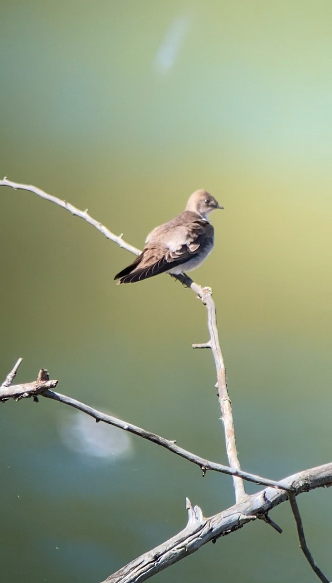 Northern Rough-winged Swallow - ML617567791