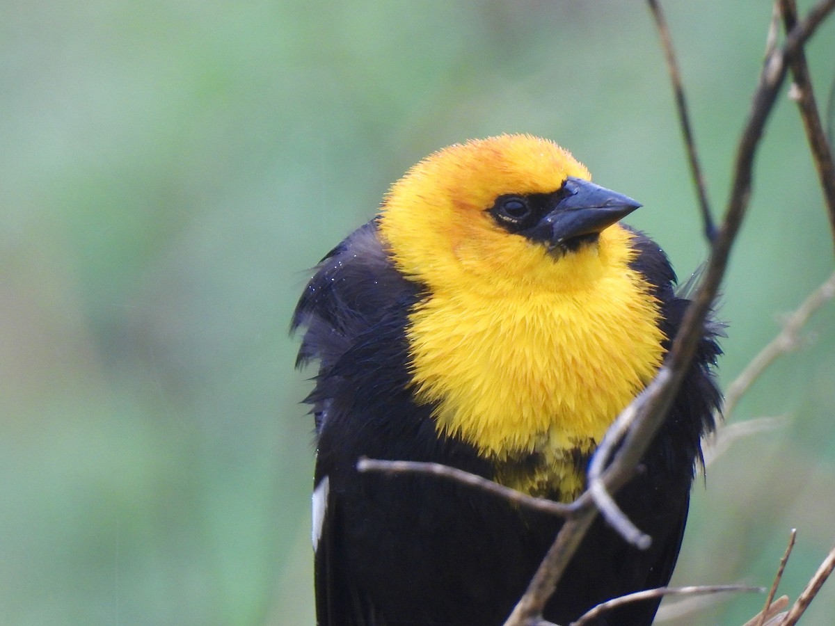 Yellow-headed Blackbird - ML617567795