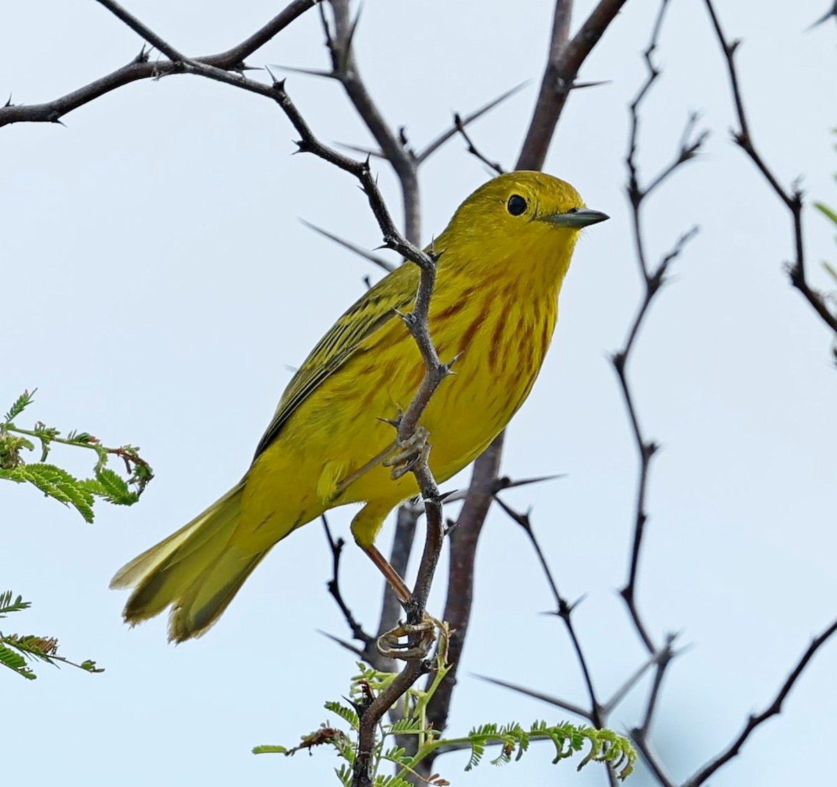 Yellow Warbler (Golden) - ML617567796