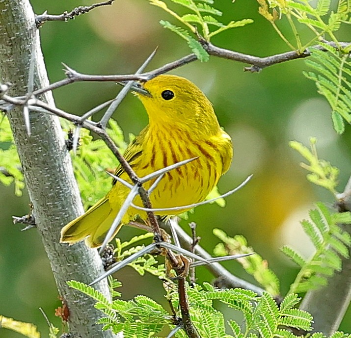 Yellow Warbler (Golden) - ML617567797