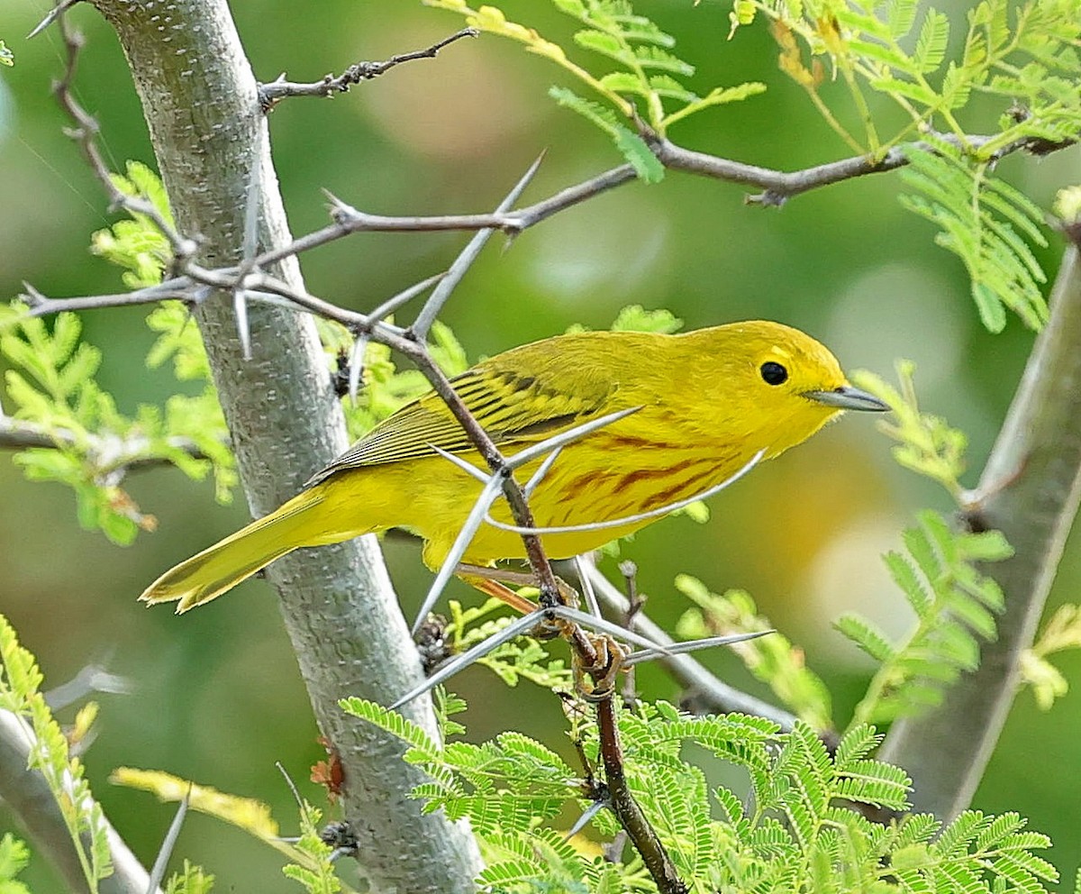 Yellow Warbler (Golden) - ML617567798