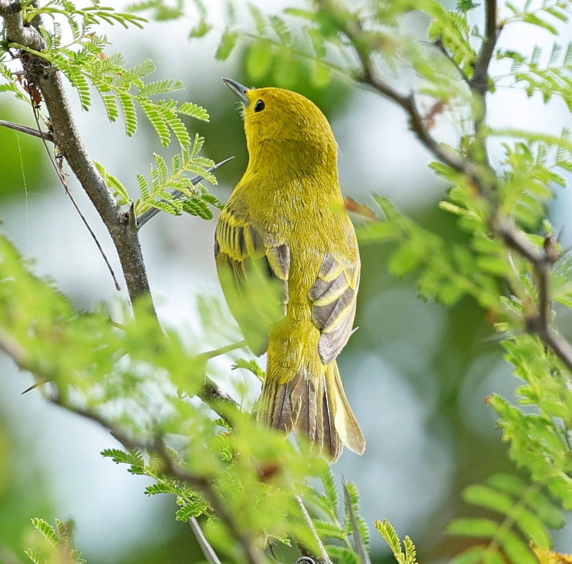 Yellow Warbler (Golden) - ML617567799