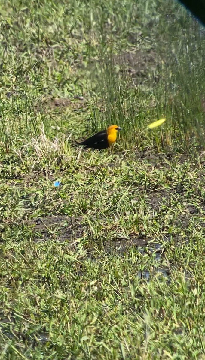 Yellow-headed Blackbird - ML617567801