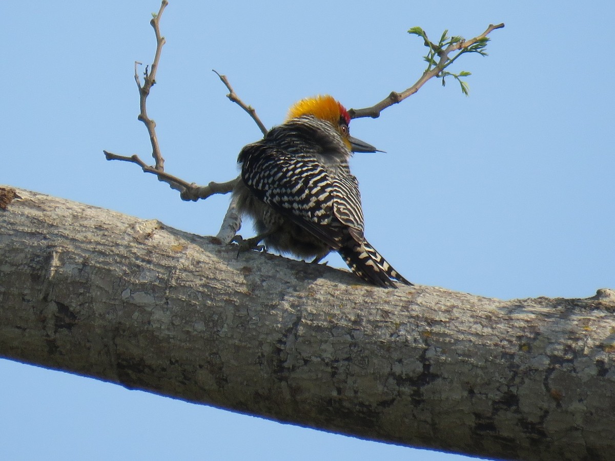 Golden-cheeked Woodpecker - ML617567836