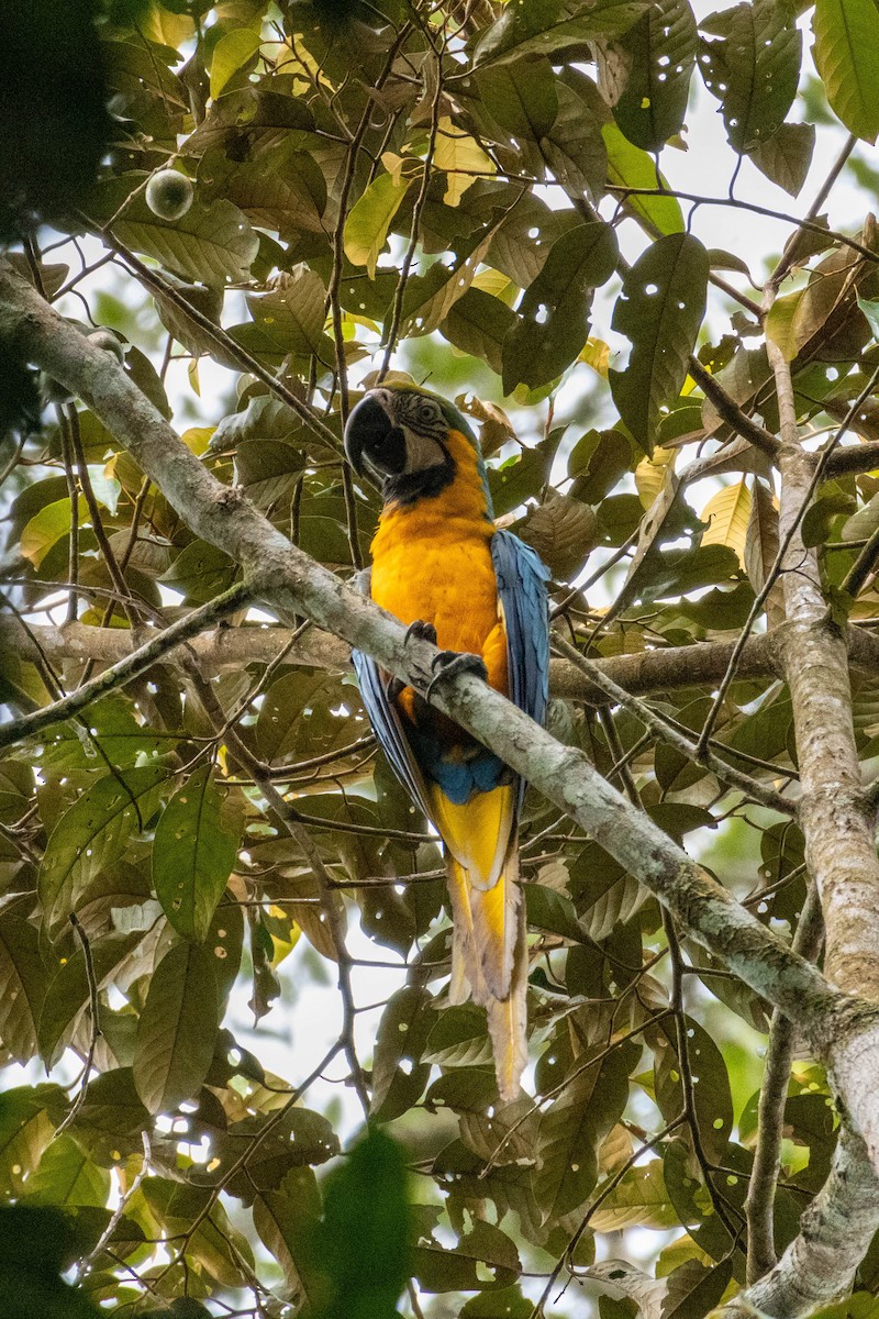Blue-and-yellow Macaw - Glenn Seeholzer