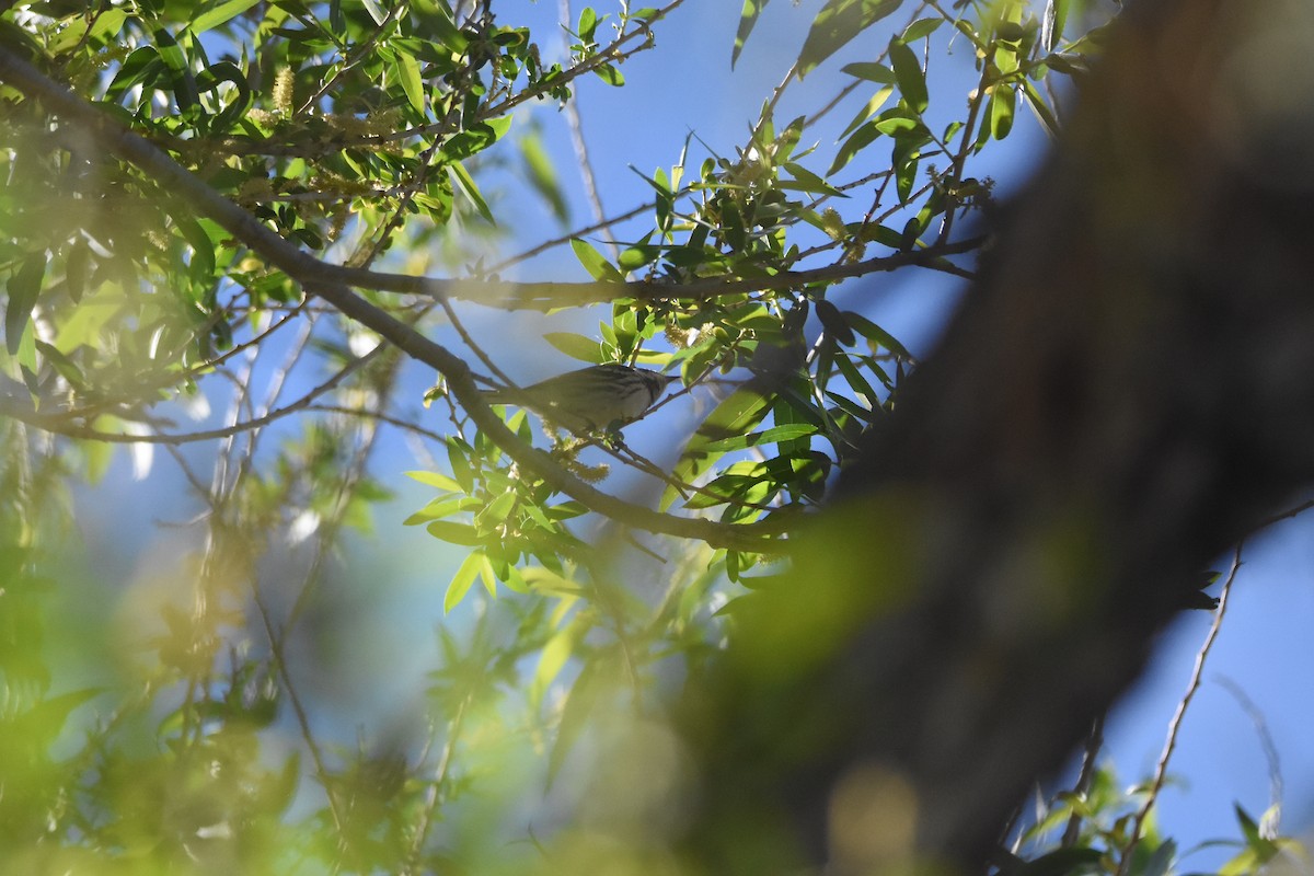 Black-throated Gray Warbler - John Groves