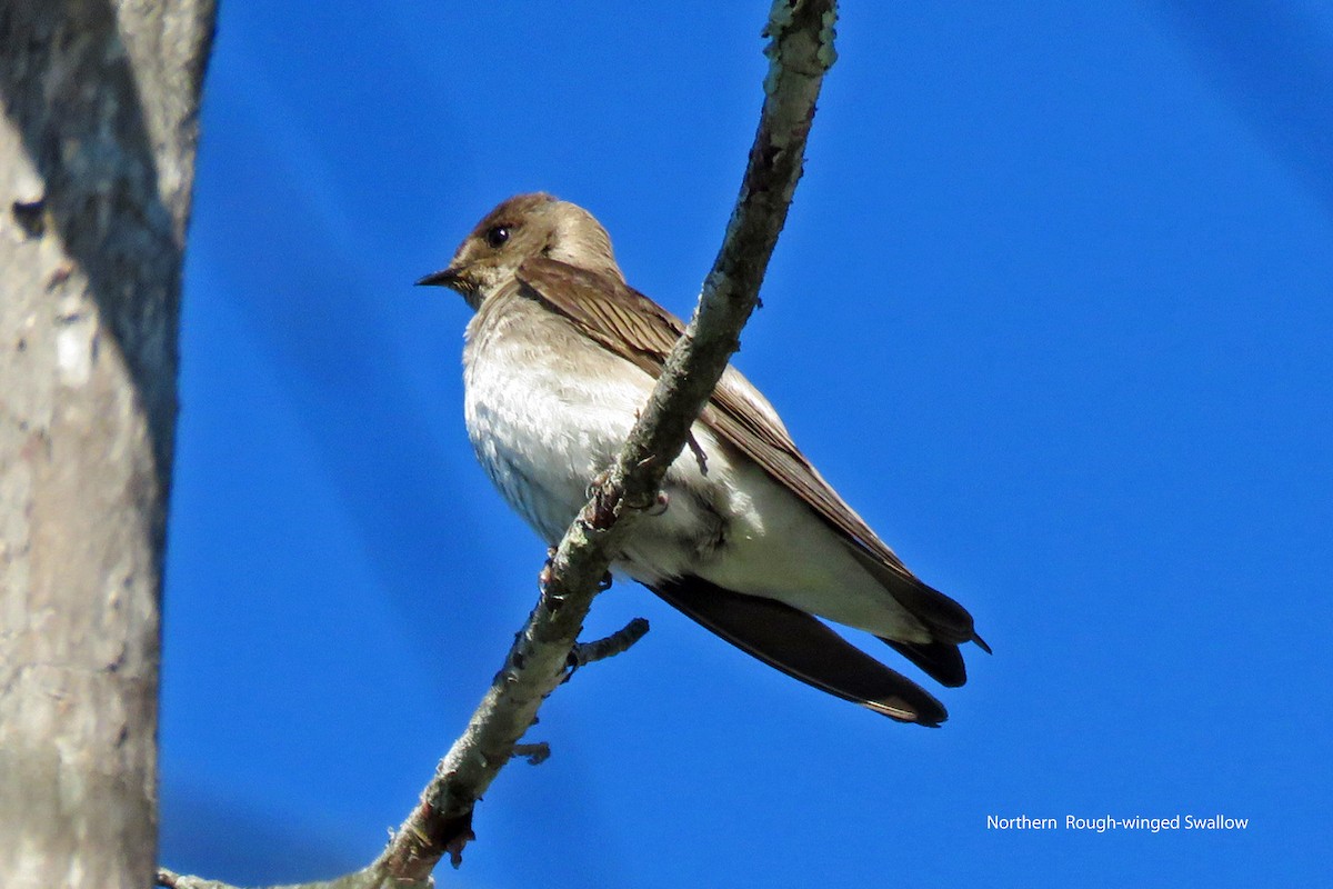 Northern Rough-winged Swallow - Merrill Lester