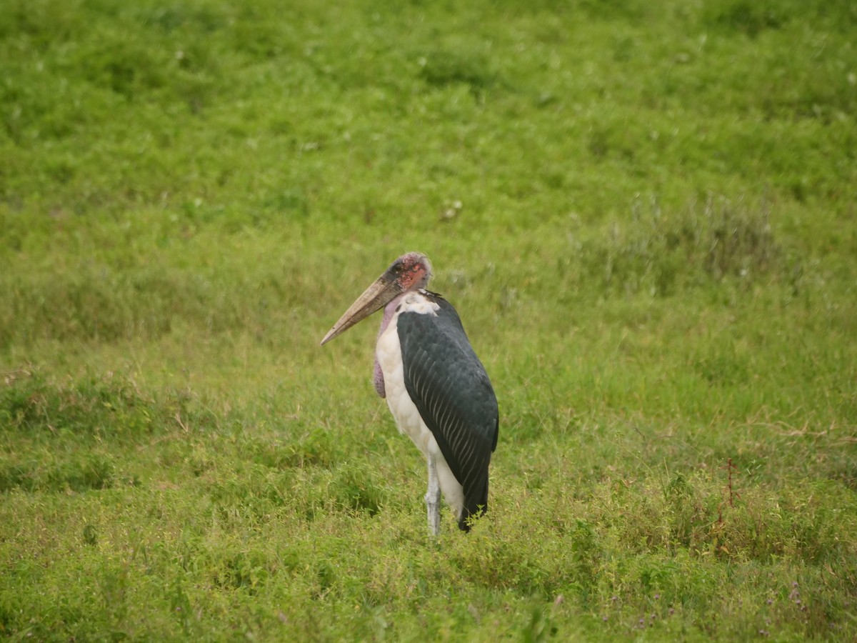 Marabou Stork - ML617568155