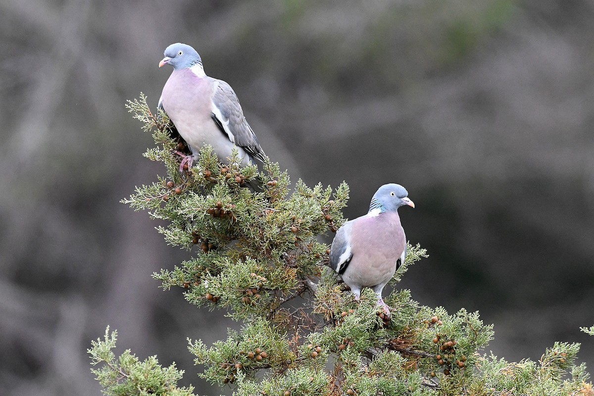 Common Wood-Pigeon - ML617568172
