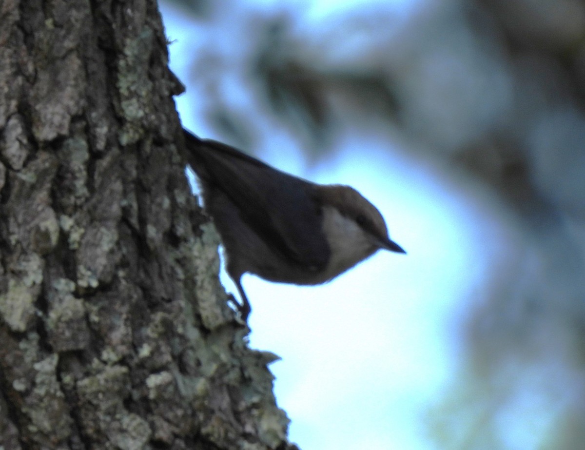 Brown-headed Nuthatch - ML617568206
