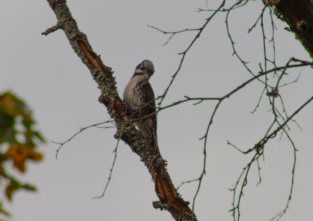 Eurasian Three-toed Woodpecker - Anonymous