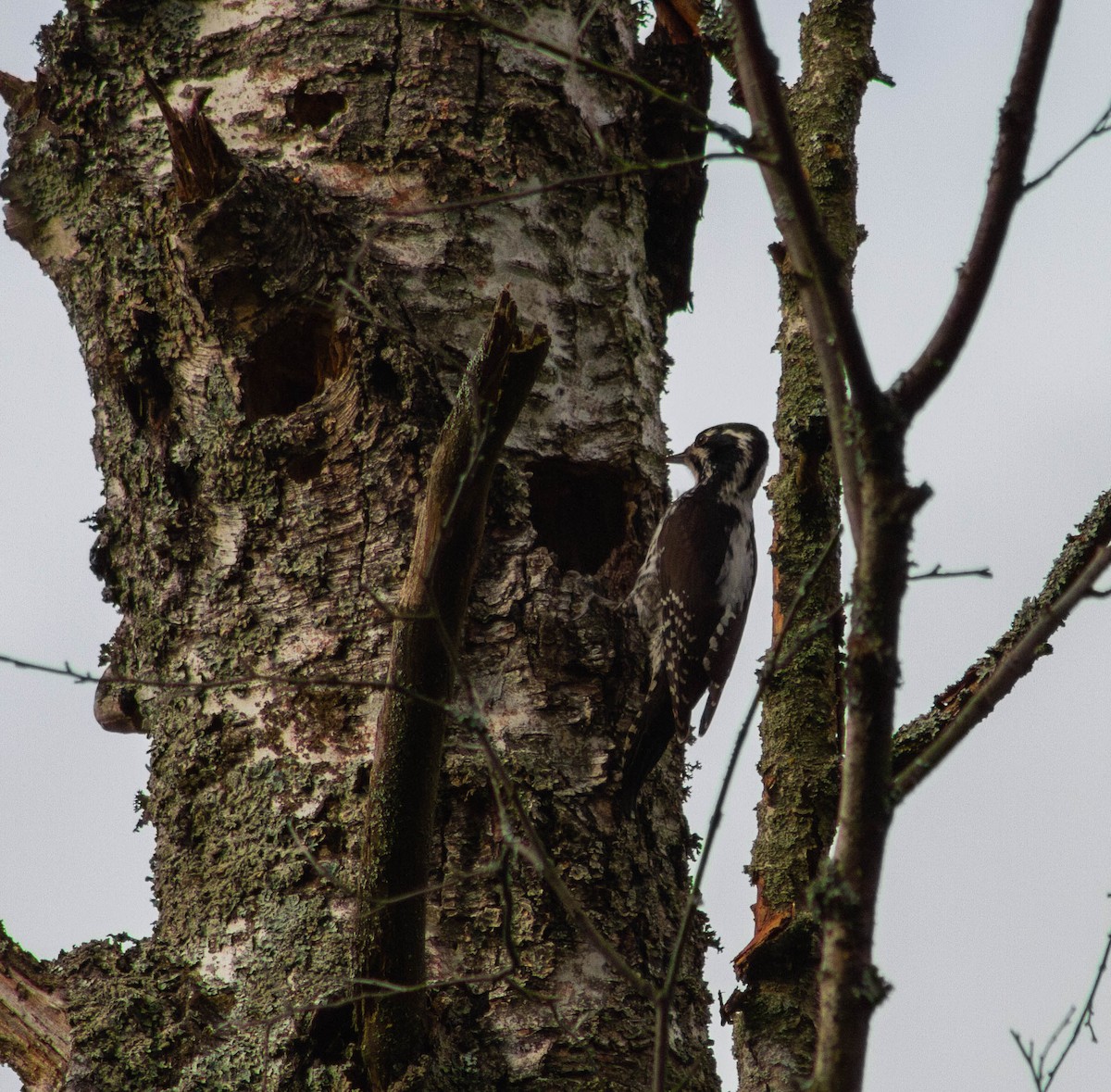 Eurasian Three-toed Woodpecker - ML617568244